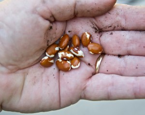I planted a row of Frijol Chivita (Little Goat Beans) in bed #3. Again, it's late in the season, and the seeds were old, so who knows if they will even sprout.