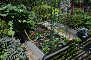 I like watching my veggies grow. This bed is the most recently planted one. I have nets over all three beds to keep the birds out. They had been eating my lettuce, peas, green beans, and even the cucumber leaves.