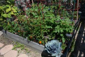 This is bed #2, the first one I planted this summer. It is looking lush, but not producing anything yet.