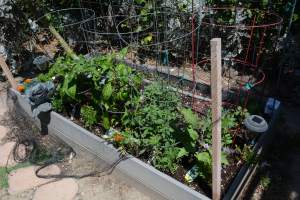 Bed #1 was planted after bed #2, and is coming along nicely. It had room for a row of beans, so I planted some pole beans.