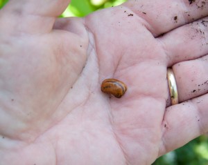 This is a bean called Ojo de Capra, Eye of Goat. I got the seeds from Native Seed Search. I haven't grown them before. I planted them late in the season, so who knows if I will get a crop or not. It's an experiment, like much of my gardening.