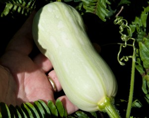 I have four Butternut squash that have set fruit. Three were hand-pollinated. There were male flowers open on the same day as the female flower for the fourth squash, so I let nature take its course. It appears to be pollinated, but I'm not positive yet. I don't see any more female flowers, so this may be my entire harvest, four Butternut squash.
