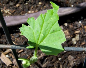 This is just some of the damage that the birds did before I got netting over bed #3. I transplanted 8 cucumber vines, but the birds seem to have eaten the growth end off of about five of them. VBS.