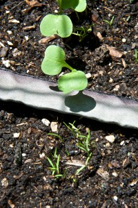I like to do "yard patrol," looking at what has sprouted. This time it is radishes and carrots.