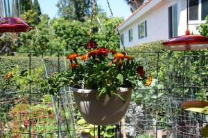 I had some spider plants that weren't doing well in pots in this west-facing sunny spot, so I replaced them with pots of Penta, marigolds, and Lantana. That's right, a mini-garden for butterflies and bees.