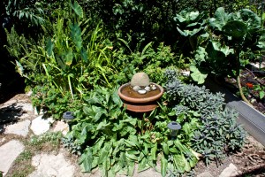 The herb garden with bird bath in the center has sage and sorrel in it at present. I feed the sorrel to the chickens.