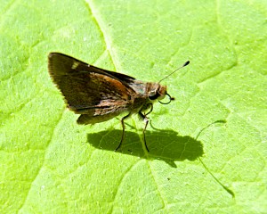 I think this is a Funeral Duskywing, but it might be a dark Fiery Skipper.