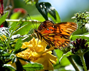 A Gulf Fritillary on a marigold in my new hanging basket pollinator garden.