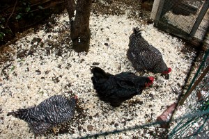 We are down to three hens, but two of them are laying, so we are good in the egg department.