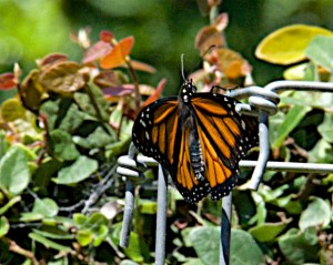 And here is a Monarch with its wings a bit more spread.