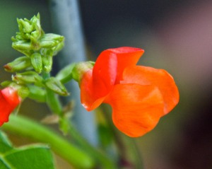 The scarlet runner beans are blooming nicely, but surprisingly, no beans have set yet.