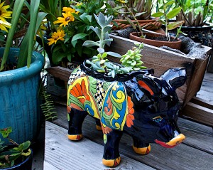 I love this little piggie planter from Mexico. I call him El Señor Puerco. Now how many people name their planters?