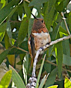 Allen's Hummingbird 