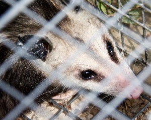 We battle constantly against the night critters, like this juvenile possum.