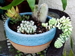 One solution to having a pretty garden during a drought is to grow succulents in colorful pots.
