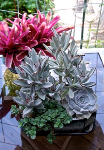 This is one of my newest planters of succulents, with a red bromeliad in the background.