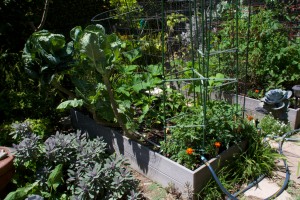 Veggie bed #3 has tomatoes, bell peppers, collards, zucchini, cucumbers, carrots, and radishes.