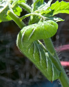 This big, fat, tomato hornworm ate the tops off of my tallest Roma tomato before I discovered and dispatched it.