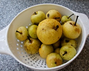 The Asian pears did well this year. I still have a lot of pears up high in the tree, out of my reach. Do I dare climb a ladder at my age? Sure, why not? What could possibly go wrong?