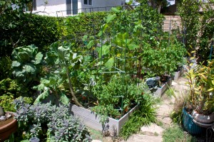 An overview of my three veggie beds in the back yard. They sure are looking lush. Too bad that there is nothing to harvest from them. Yet.