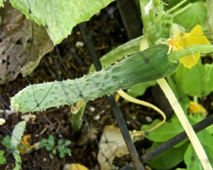 I saw a honeybee in the garden, so let nature take its course and finally got a second duke fertilized. Unless production picks up, there won't be enough to make pickles.