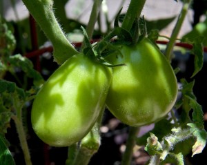 There are tomatoes on the Roma plants as well, but I'm going to have trouble making marinara sauce with just two tomatoes.
