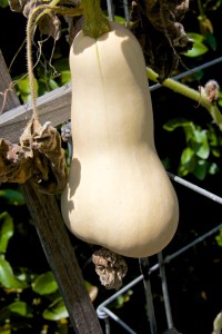 I got four butternuts out of six plants. Pretty pathetic. And I have never seen such small butternuts.