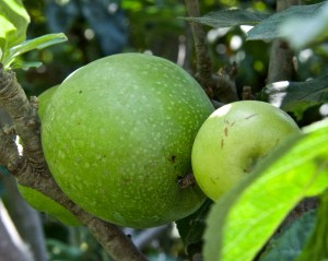 My Granny Smith apples are doing well. Some of the apples are huge and some aren't much bigger than golf balls.