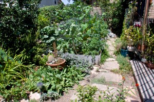 A late August overview of my three little beds, looking north. The chicken coop is behind me.