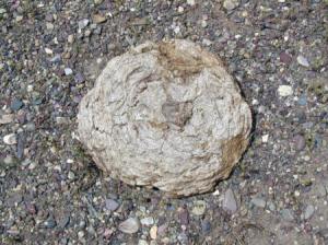 A buffalo chip! They are about 8-10 inches across. Don't pick up the wet ones!