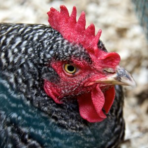 Dino-Peep, my hen who thinks she is a dinosaur.