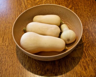 Megan harvested all four of my tiny butternut squash, using clippers to cut the stems.