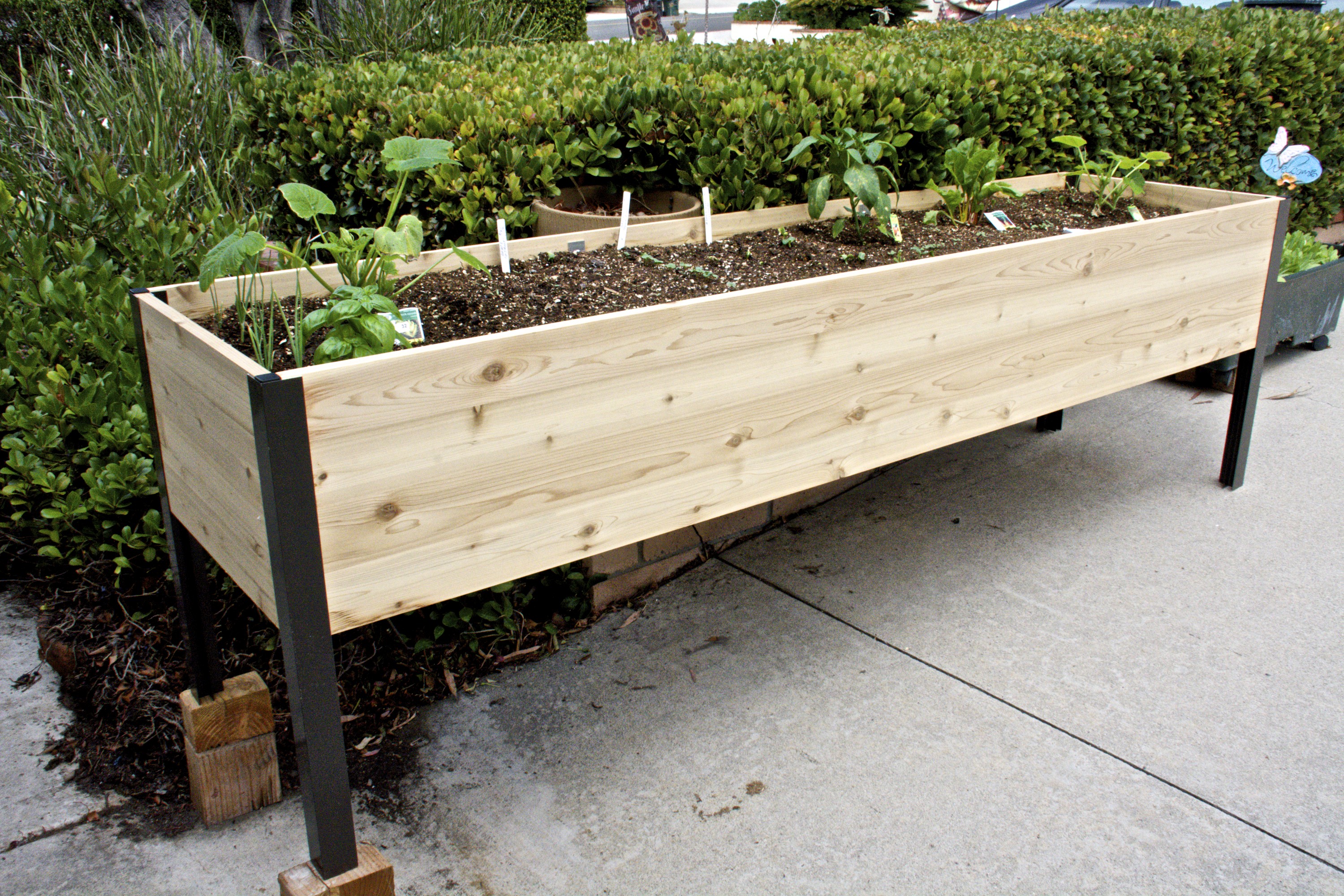 One month later with my new garden box | Lou Murray's Green World