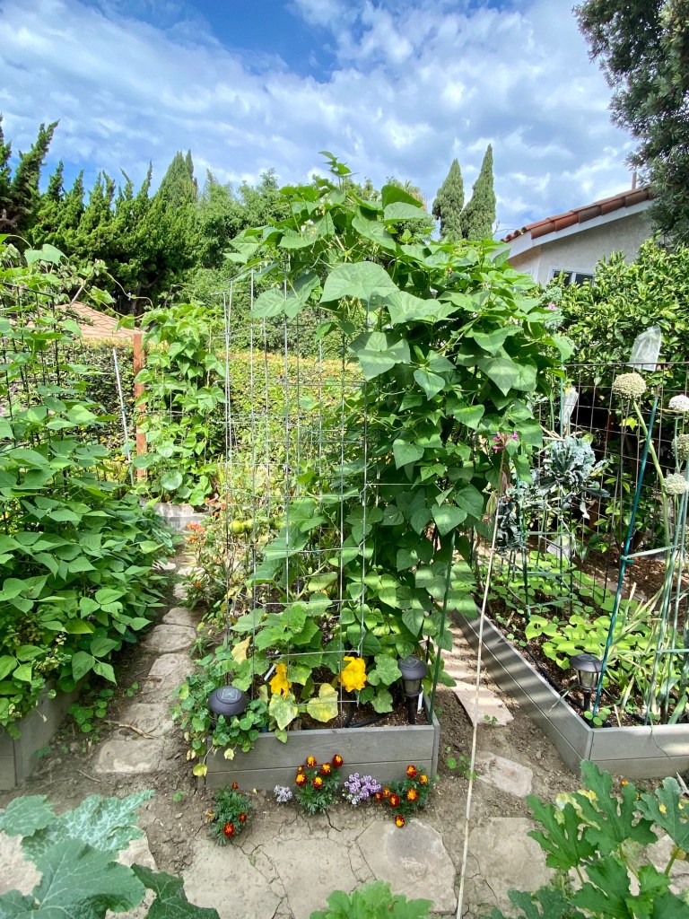 Three main raised beds in back